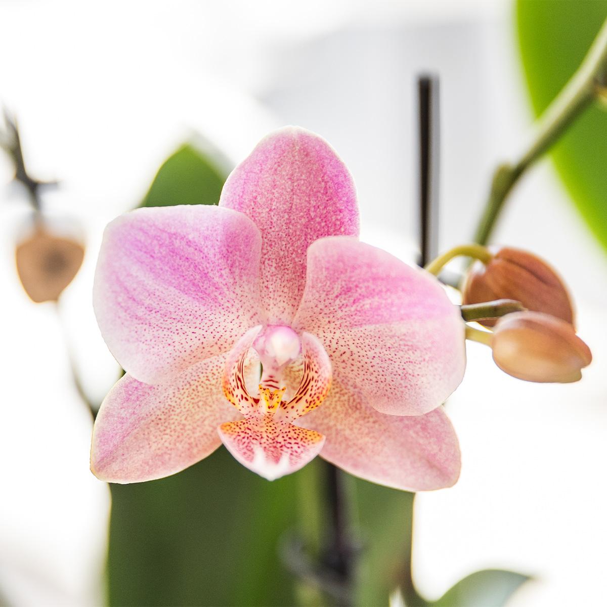 Orchidee Kolibri I OFFERTA COMBI di 2 orchidee Phalaenopsis rosa antico - Treviso - dimensioni vaso Ø12cm | pianta d'appartamento in fiore - fresca dal coltivatore
