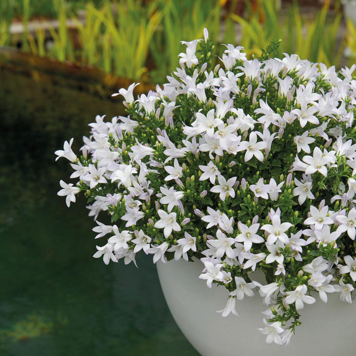 Campanula Addenda - Klokjesbloem wit potmaat 12cm - 2m2 bodembedekker - 12 stuks - Ambella white - tuinplanten - winterhard
