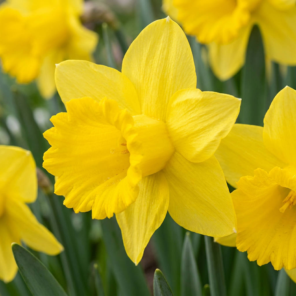560x Narcissus Yellow - Gele narcis - Geel - Voorjaarsbloeier - Bolmaat 10/12