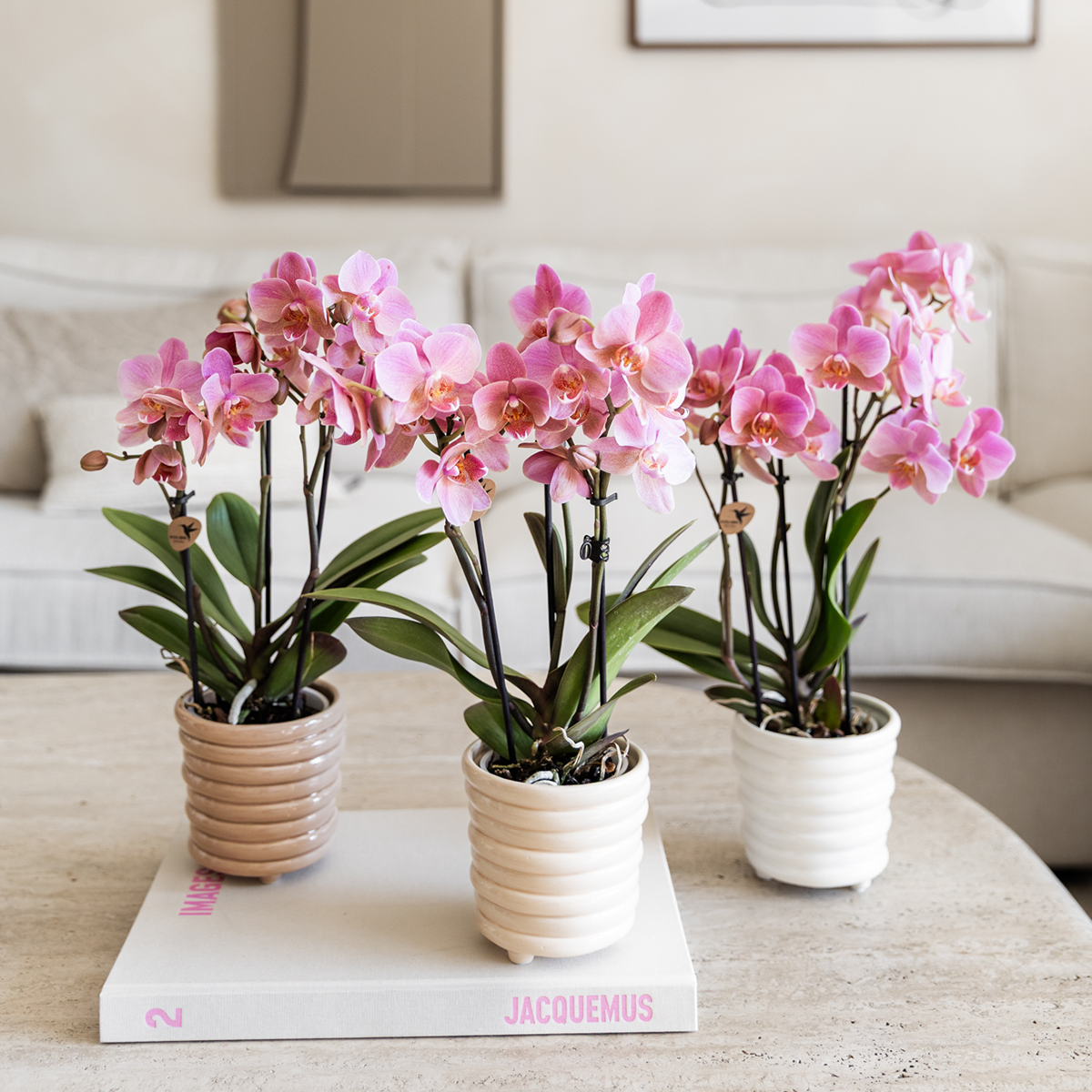 Kolibri Orchids | COMBI DEAL of 4 Phalaenopsis orchids - Treviso - pot size Ø9cm | flowering houseplant - fresh from the grower