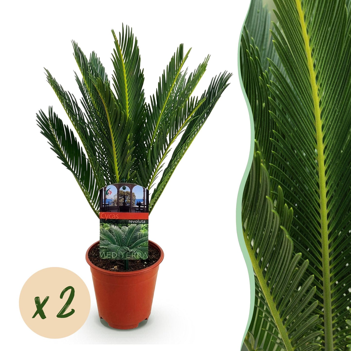 Green boutiQ - Houseplant - Cycas revoluta - Palm fern - Low maintenance - Green - 2 - Pot 14cm - Height 45cm
