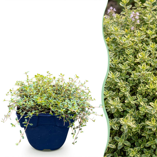 Vasteplant - Thymus citr. Sambesi - Citroentijm - Geurend - Geel - 6 Planten - Pot 11cm - Hoogte 15-25cm