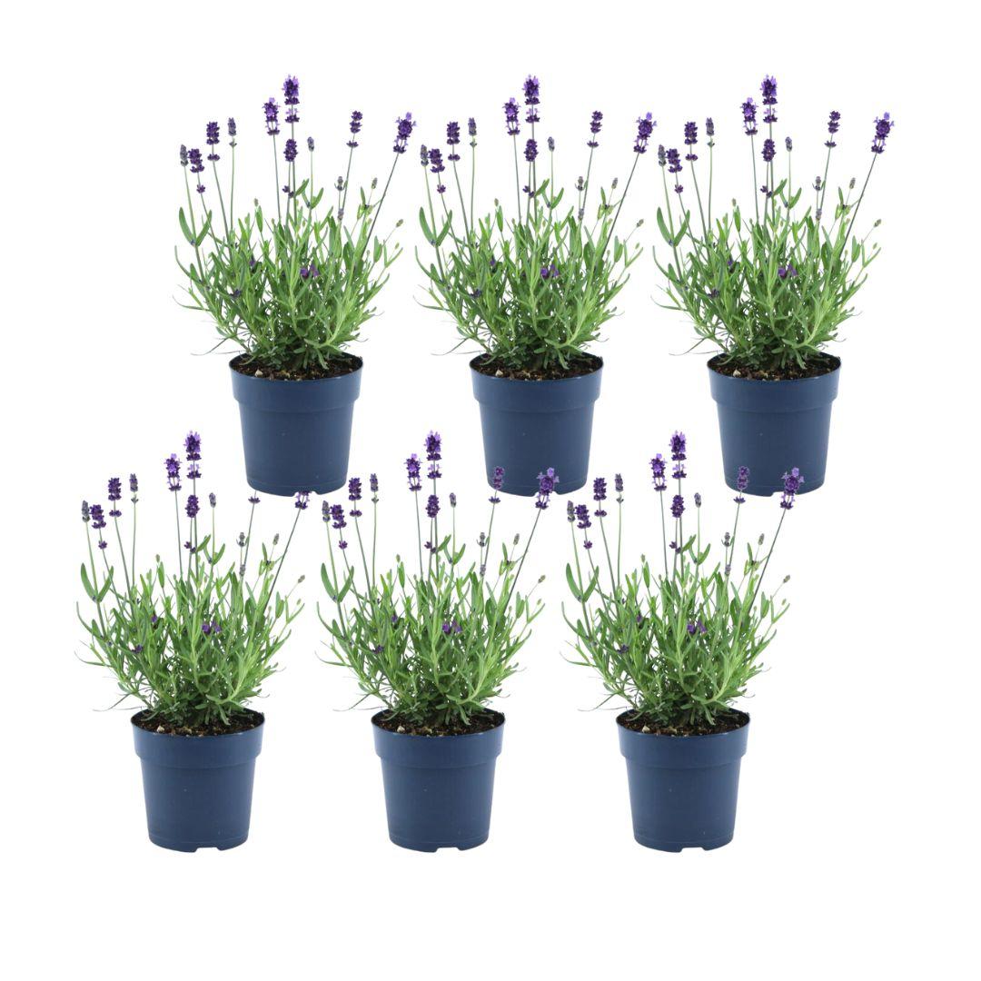 Lavandula angustifolia Felice® - 12 cm pot - Set of 6 Real Lavender plants