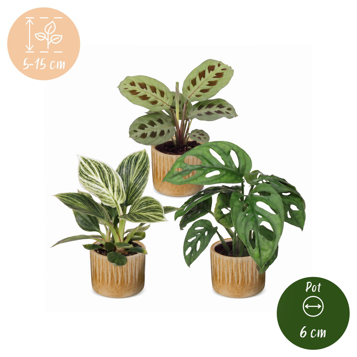 3x Baby Plant Surprise Box - Small plants surprise box - Assorted - Tropical - incl. Linnea Honey - Ø6cm - ↕5-15cm