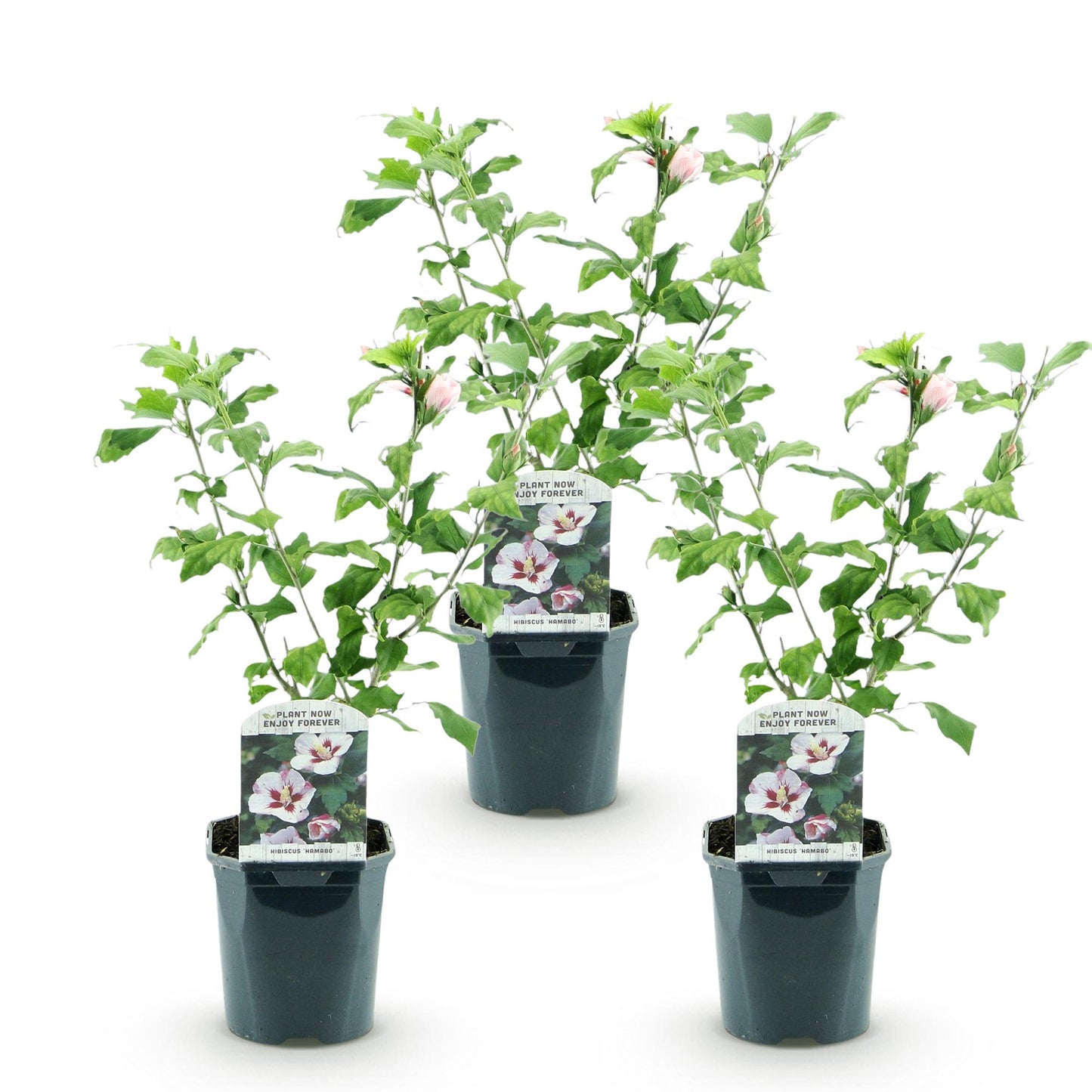 Green boutiQ - Plante de jardin - Hibiscus syriacus Hamabo - Hibiscus de jardin - Rustique - Blanc - Rose - 3 Plantes - Pot de 17cm - Hauteur de 45cm