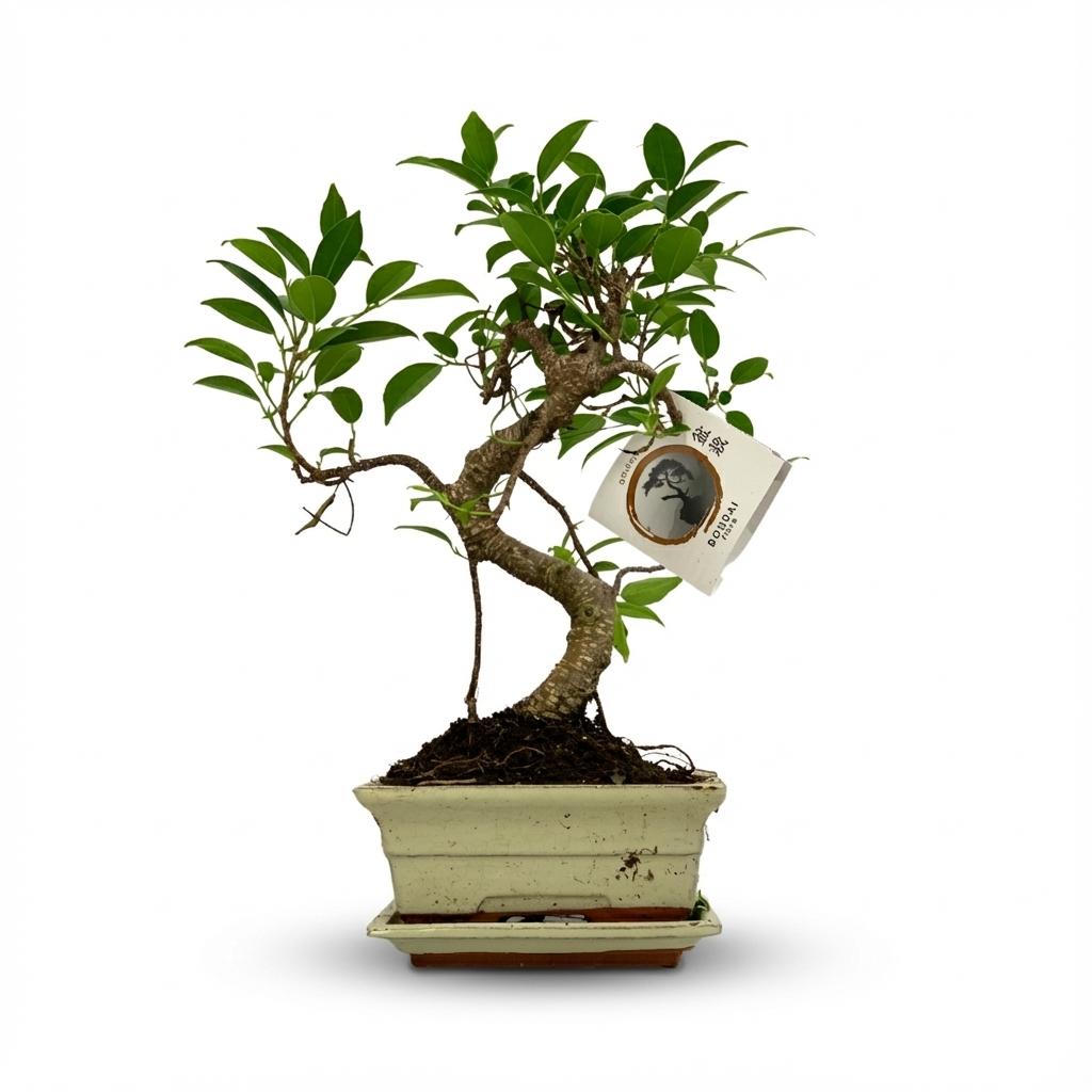 Bonsai S-shaped Tree - Ø 15 cm - Height: 30-35 cm (ceramic mix)