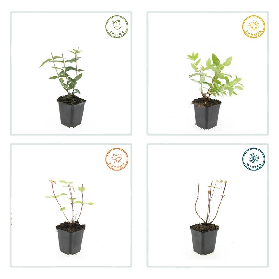 48x Hypericum inodorum 'Rheingold' - ↕10-25cm - Ø9cm