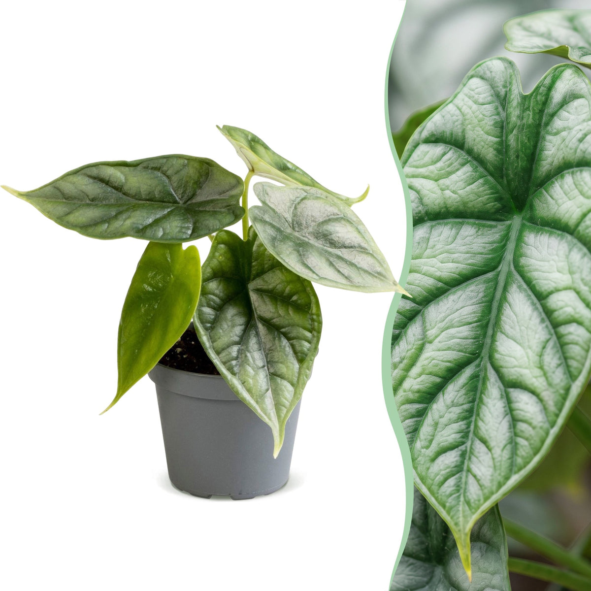 Alocasia Dragon Scale - Drakenschubben olifantsoor - Groen - Tropisch - Ø6cm - ↕12cm