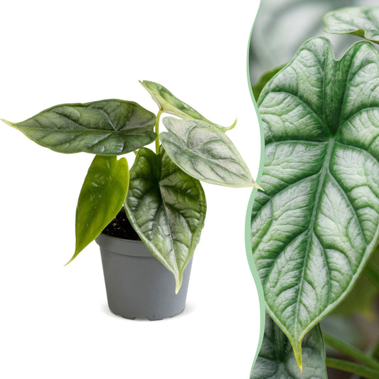 Alocasia Dragon Scale - Drakenschubben olifantsoor - Groen - Tropisch - Ø6cm - ↕12cm