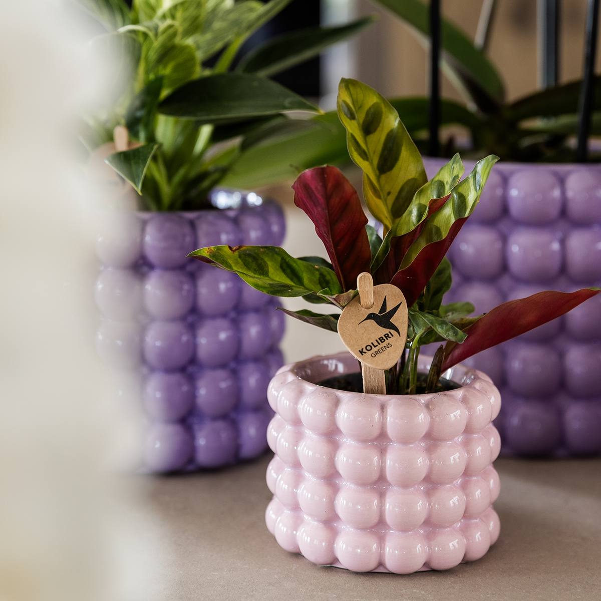 Kolibri Company | Plantenset Poppy Mix | Paars, wit, peach & roze met groene planten Ø6 cm