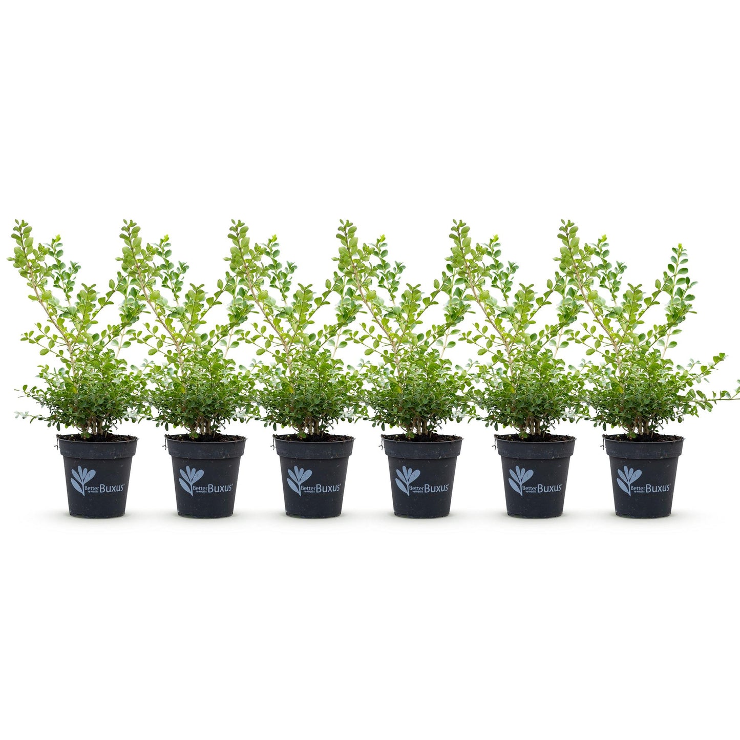 Green boutiQ - Siepe di bosso - BetterBuxus Babylon Beauty - Resistente alla malattia del bosso - 6 piante - 1 metro lineare - vaso 13cm altezza 30-35