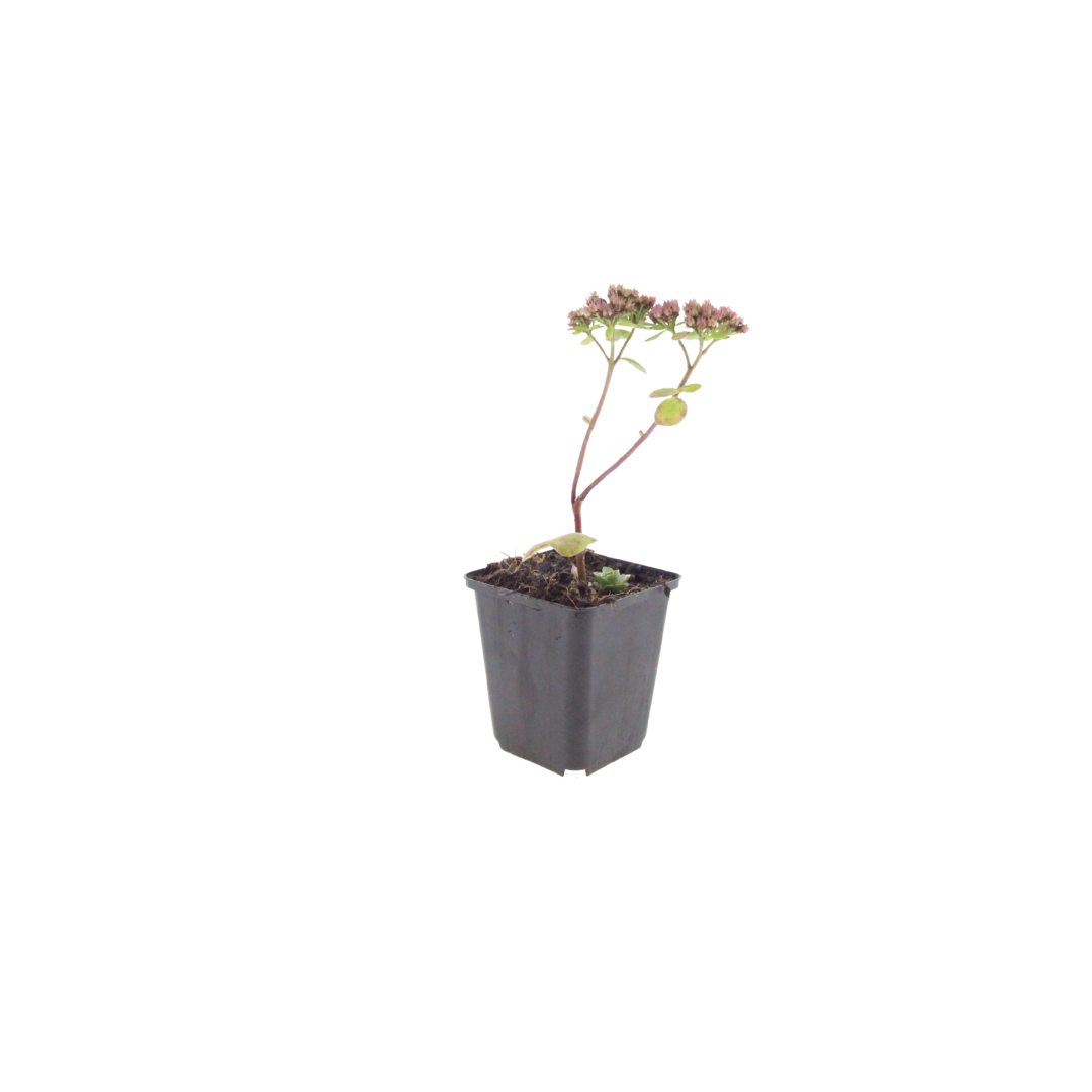 12x Sedum 'Matrona' - ↕10-25cm - Ø9cm