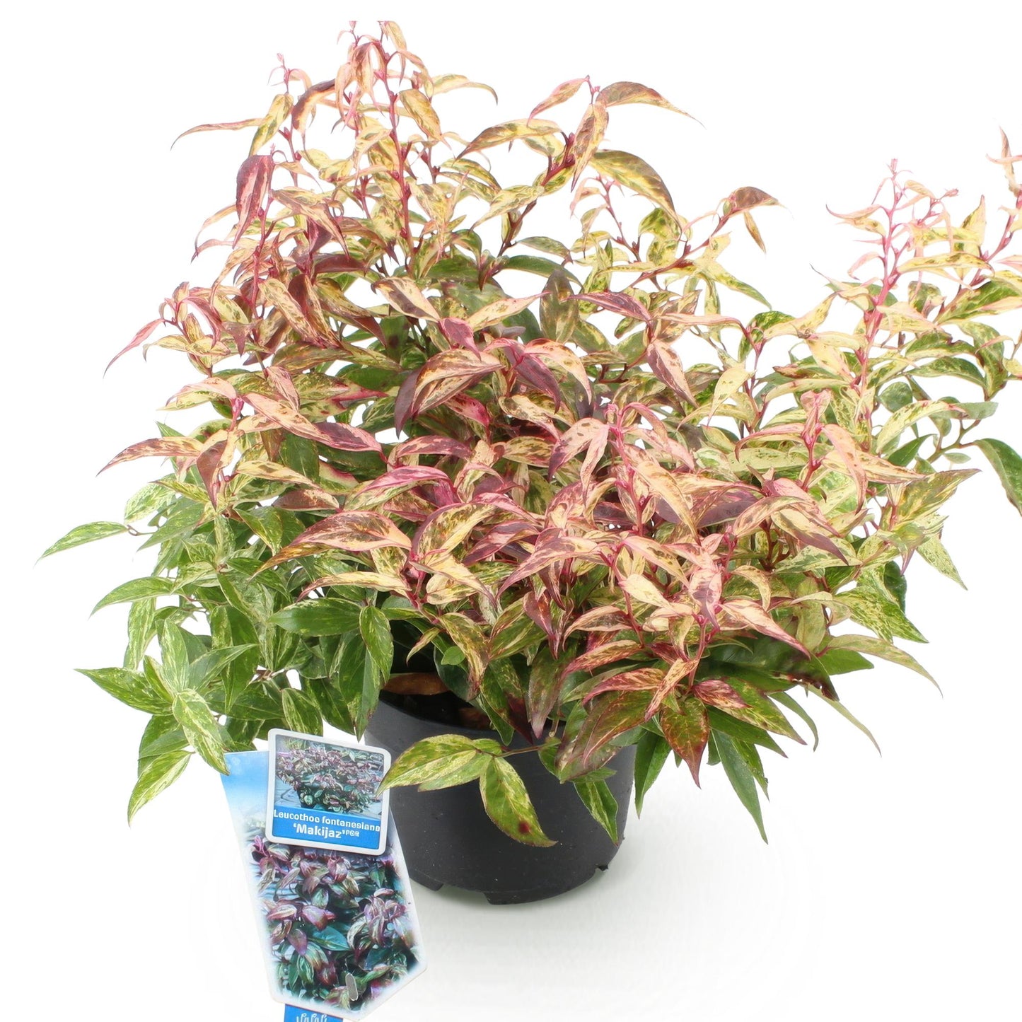 Tuinplant - Leucothoe Makijaz - Bruin - 1 Plant - Groenblijvend - Weinig Onderhoud - Pot 17cm Hoogte 45cm
