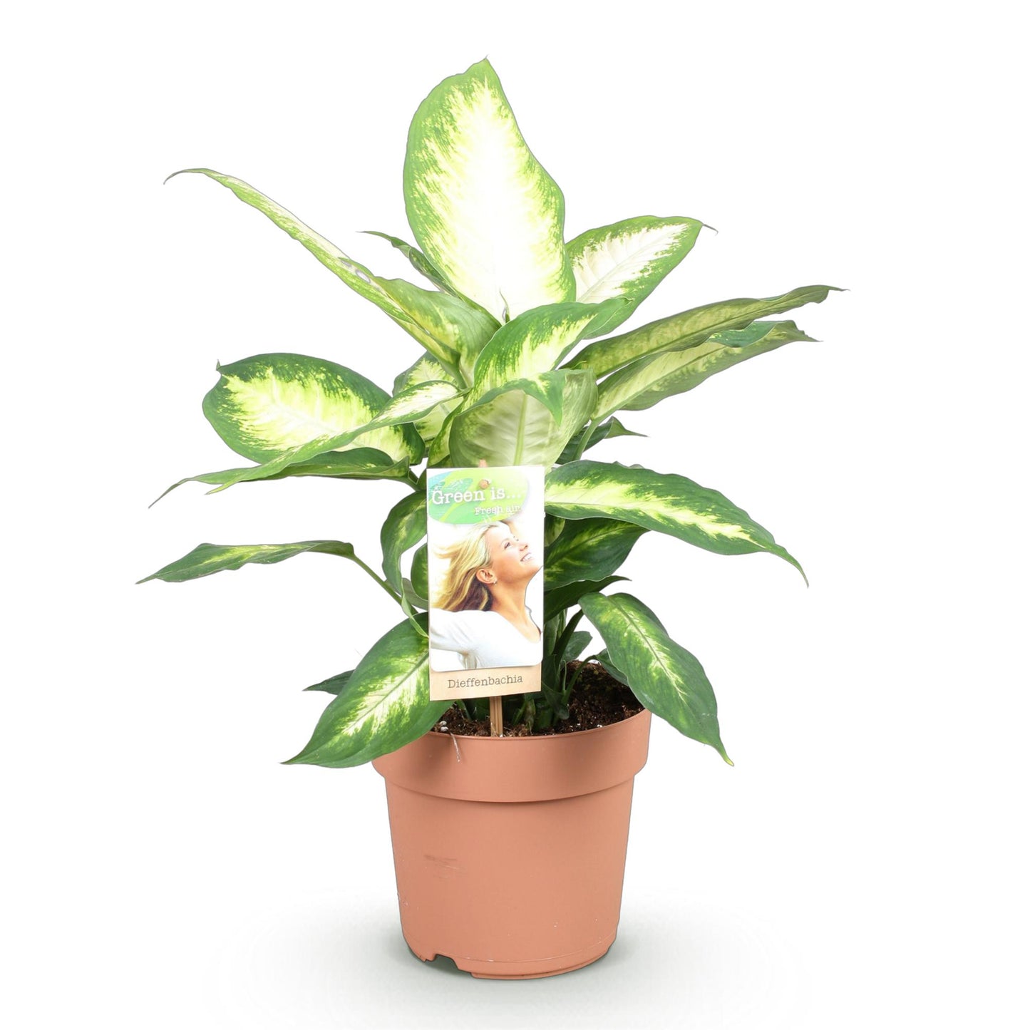 Green BoutiQ - Il verde è... Piante da appartamento - Diefenbachia Camilla - Dieffenbachia - Bassa manutenzione - Verde - 1 pianta - Vaso 17 cm - Altezza 45-50 cm