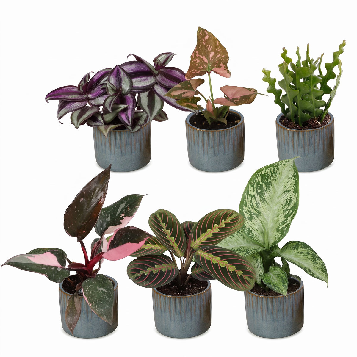 6x Baby Plants Surprise Box - Assorted small plants - Tropical - incl. Linnea Misty Blue - Ø6cm - ↕5-15cm