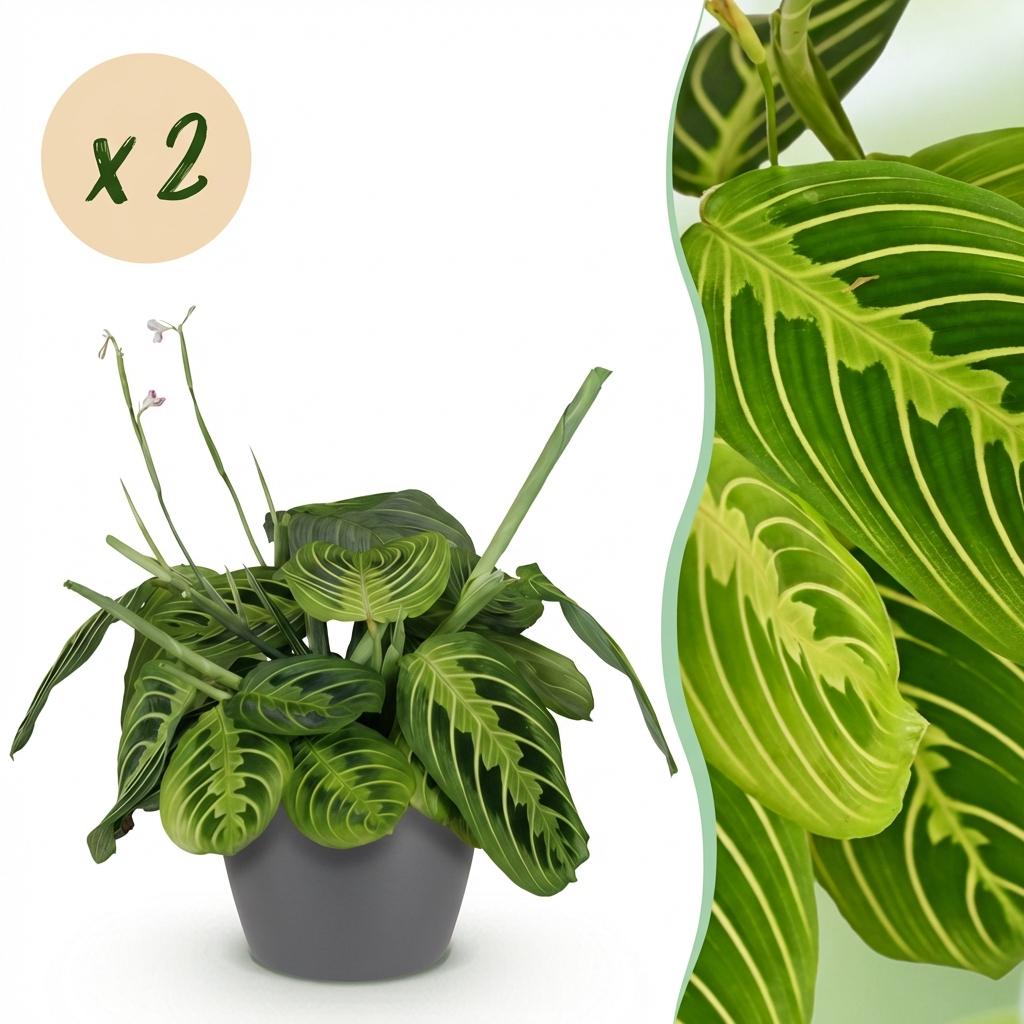 Pianta d'appartamento - Maranta Fascinator Lemon Lime - Pianta della preghiera - Pianta amica degli animali domestici - Verde - 2 Piante - con Vaso Grigio - Vaso 12cm - Altezza 25cm