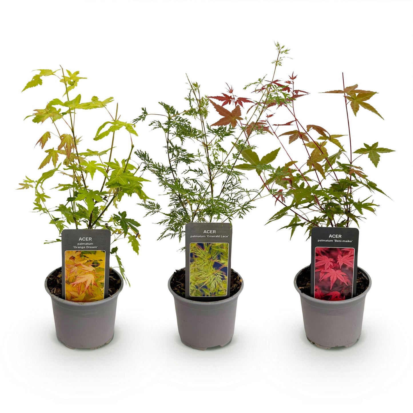 Garden plant - Acer palmatum Tricolour - Red-Green-Orange - 3 Plants - Deciduous - Low Maintenance - Pot 12cm Height 35cm