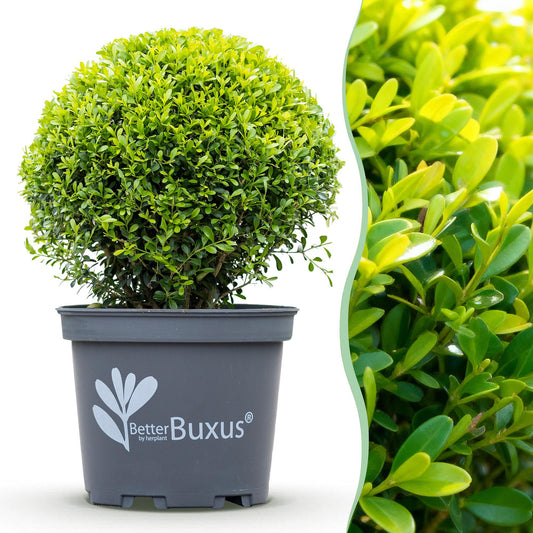 Green boutiQ - Buxus Ball - BetterBuxus Skylight - Resistant to Buxus Blight - 2 plants - pot 26cm ball 30cm