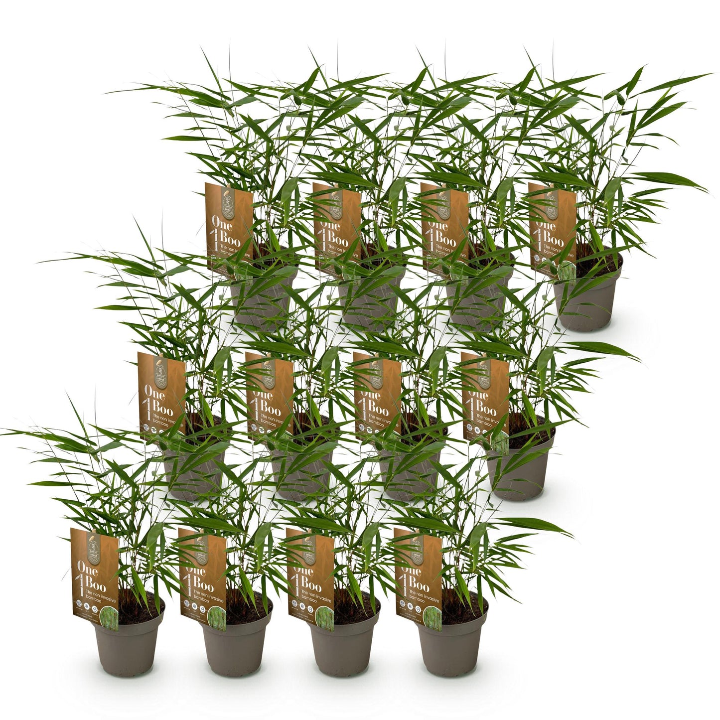 Green boutiQ - Bamboe - Fargesia Asian Wonder - Bladhoudend - Niet Woekerend - Groen - 12 Planten - Pot 14cm - Hoogte 35cm