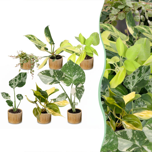 6x Baby Tropical Mix - Vari - Tropicale - incl. Linnea Honey - Ø6cm - ↕10-15cm