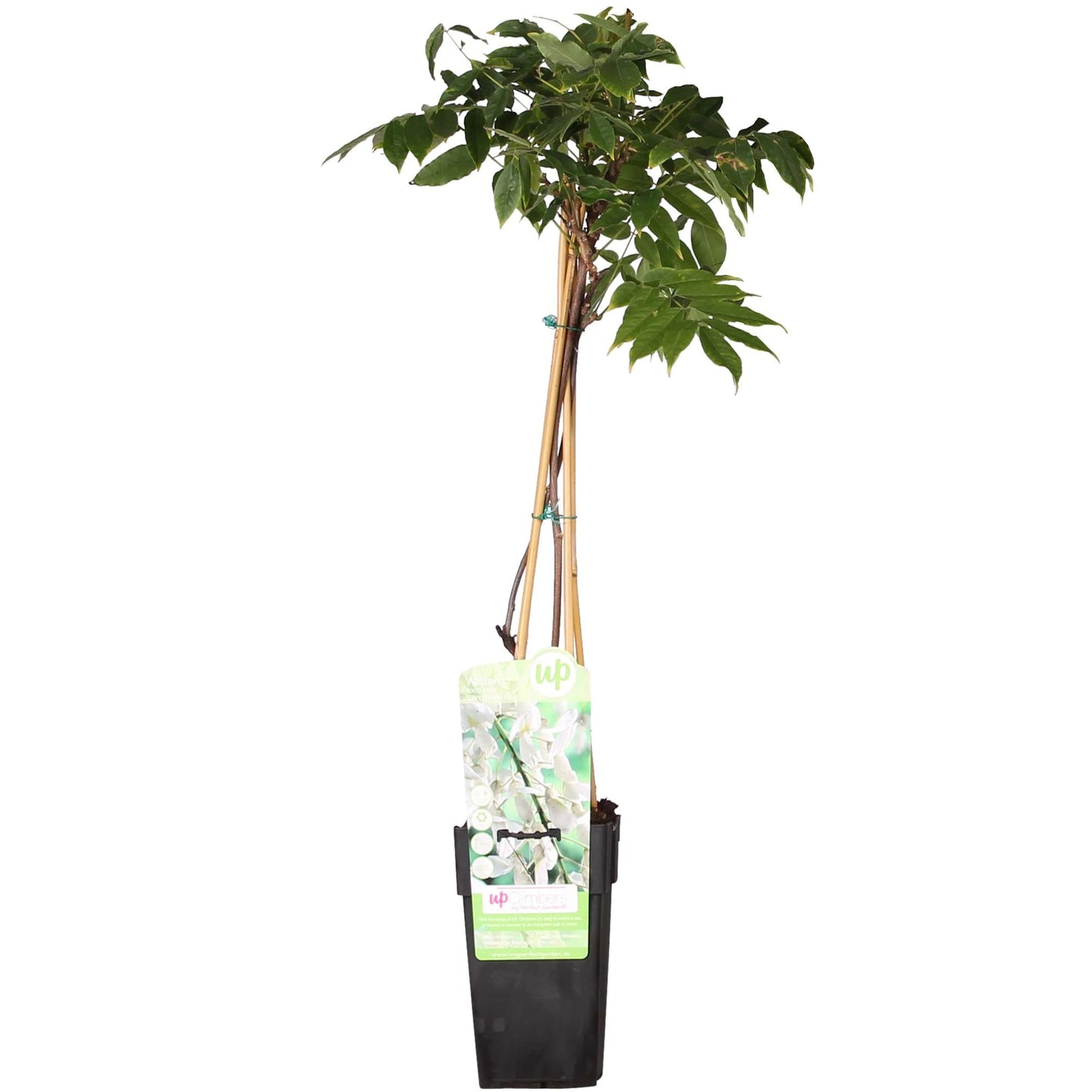 Wisteria floribunda Alba - White Wisteria - Ø15cm - ↕65cm