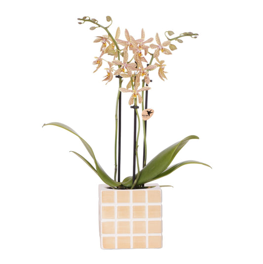 Orchidee colibrì | Orchidea 'Spider' arancione + vaso decorativo Mosa Orange - Dimensioni del vaso Ø9 cm | Pianta da appartamento fiorita - Fresca dal coltivatore