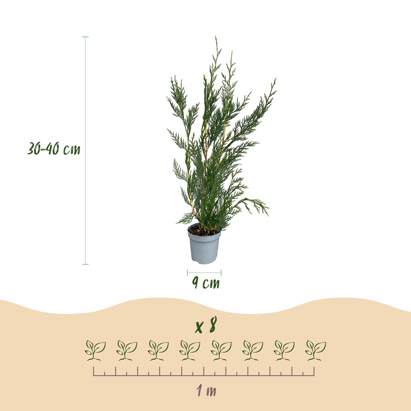 Green BoutiQ - 24x Cupressocyparis leylandii 2011 - Leylandii - Hedge Plants - Evergreen - Green - Pot 9cm - Height 30-40cm