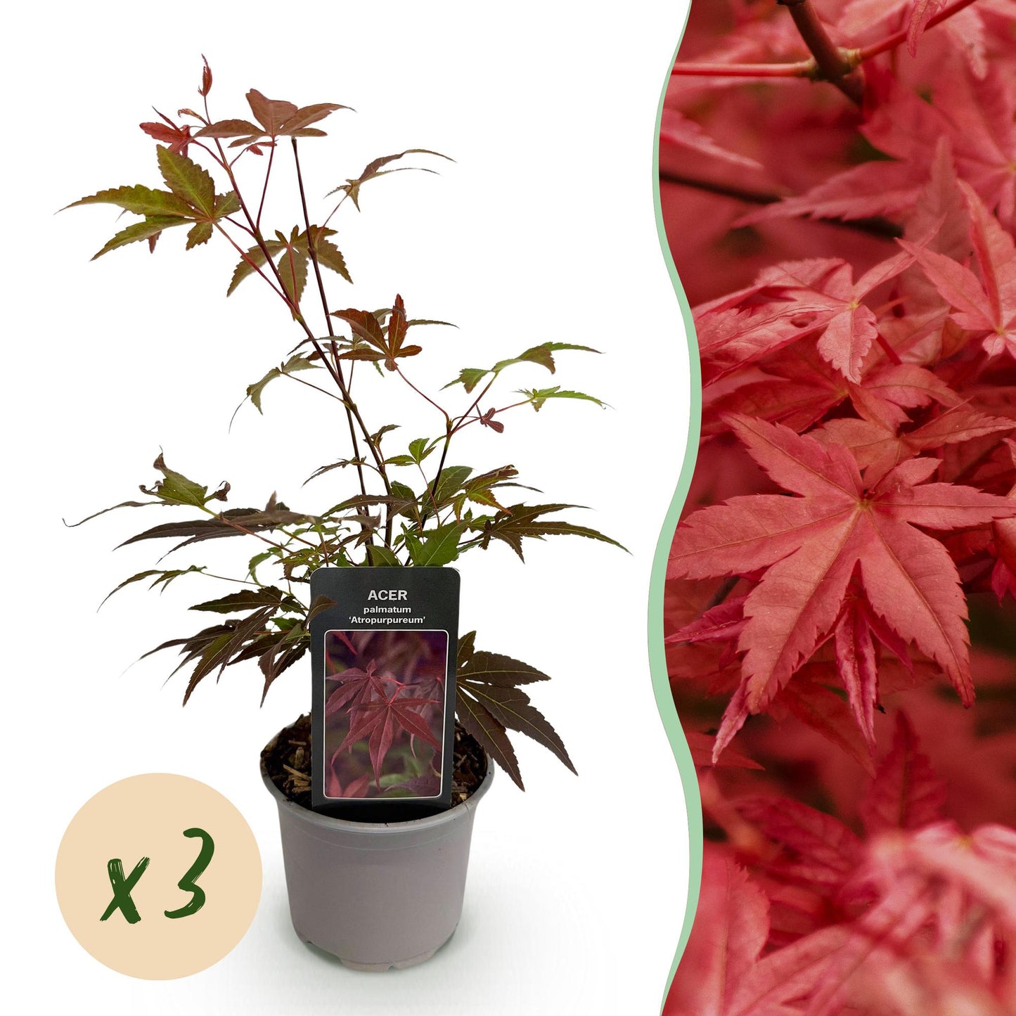 Outdoor Plant - Acer palmatum Atropurpureum - Purple - 3 Plants - Deciduous - Low Maintenance - Pot 12cm Height 35cm