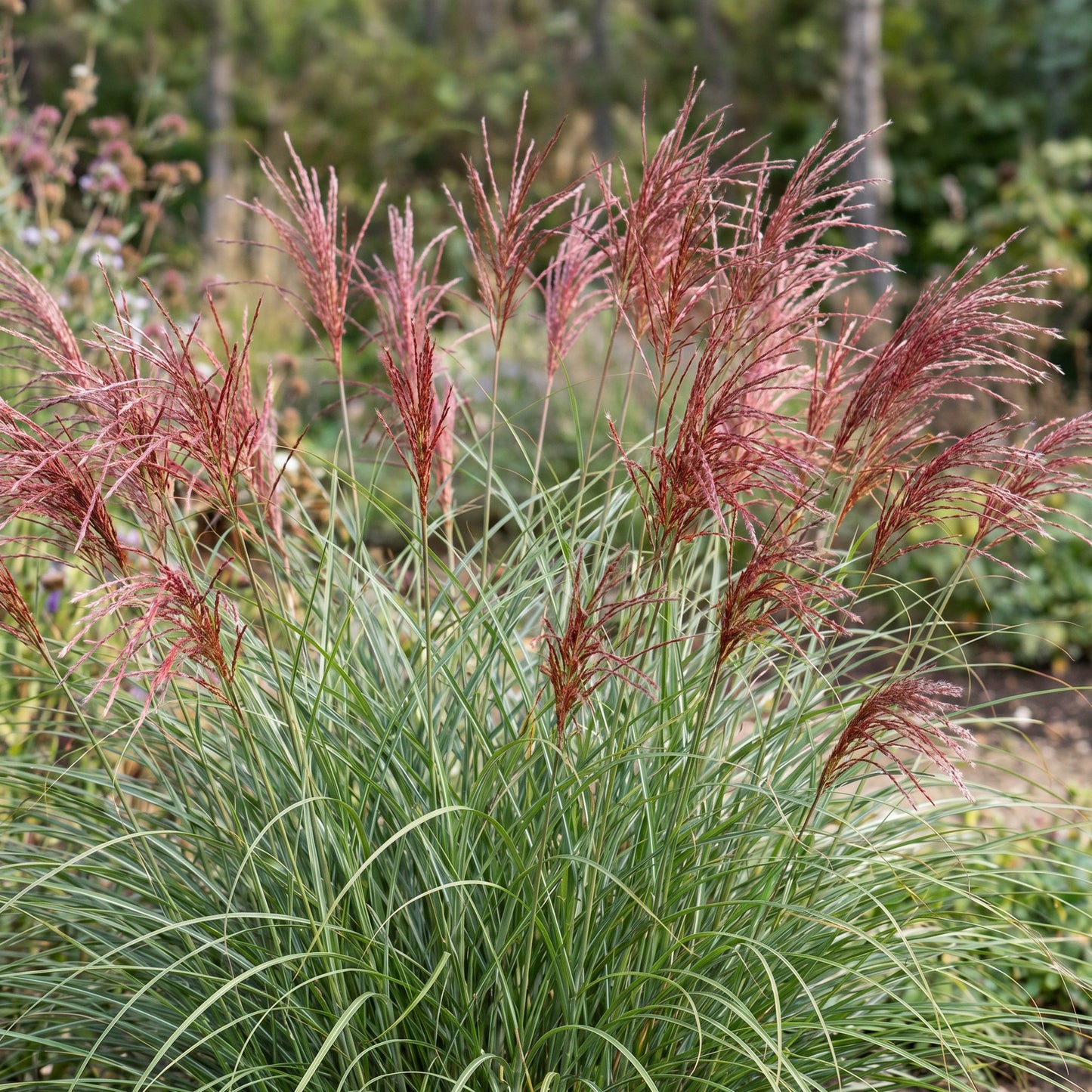 Grassen - Miscanthus sin. Red Chief - Pampusgras - Met Pluim - Groen - 12 Planten - Pot 11cm - Hoogte 15-25cm