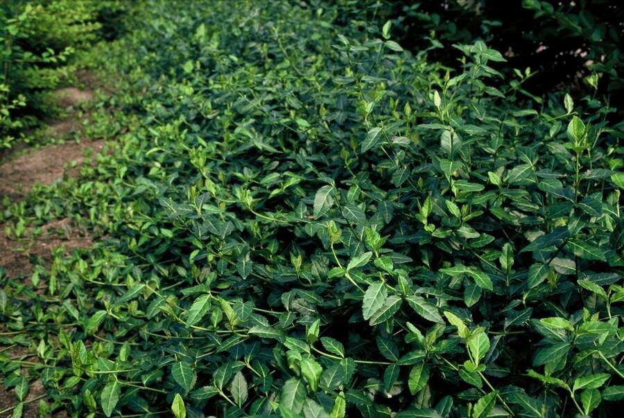 48x Euonymus fort. 'Coperta del dardo' - ↕10-25cm - Ø9cm