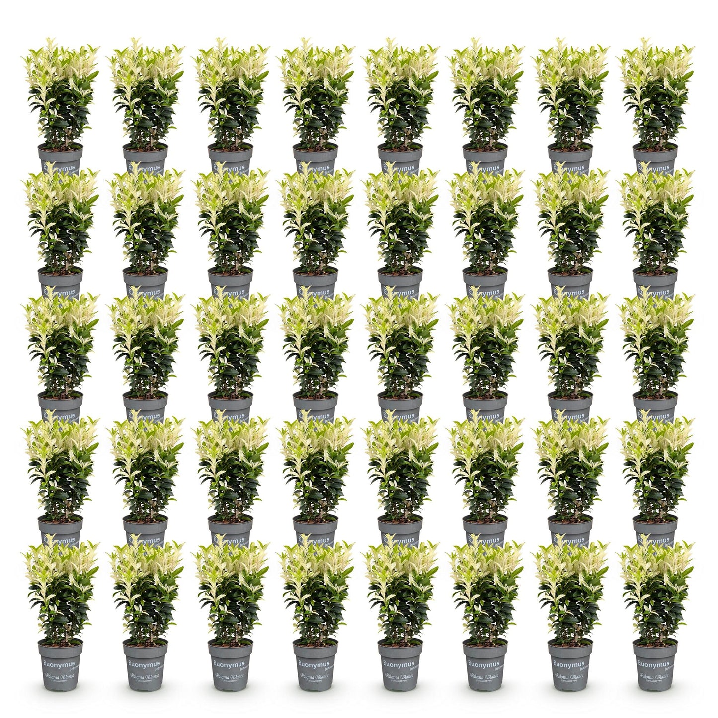 Green boutiQ - 40x Euonymus japonica Paloma Blanca - Fusaggine - Piante da siepe - Sempreverdi - Verdi - Bianche - Vaso 9cm - Altezza 20-30cm