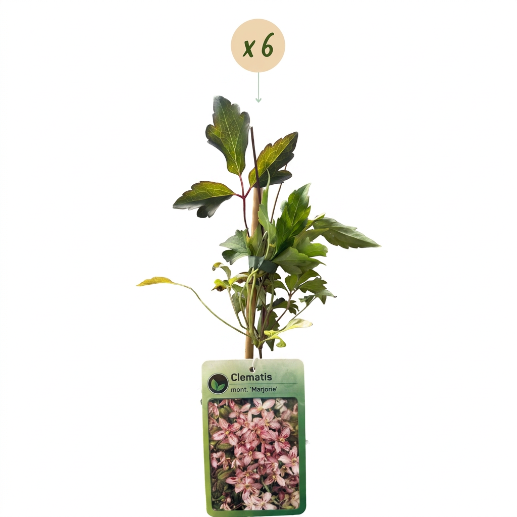 6x Clematis mont. 'Marjorie' - Mountain Clematis - Pink - Climbing plant - Ø9cm - ↕35cm