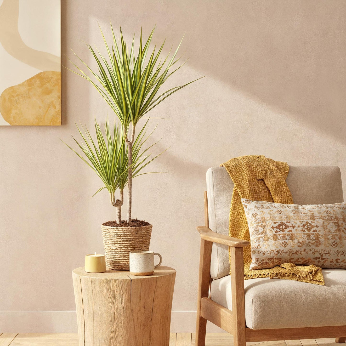 Green BoutiQ - Green is... Houseplants - Dracaena Sunray - Dragon Blood Tree - Low maintenance - Green - 1 Plant - Pot 17cm - Height 70-75cm