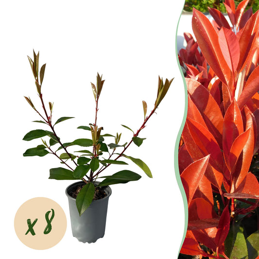 Photinia fraseri Carre Rouge