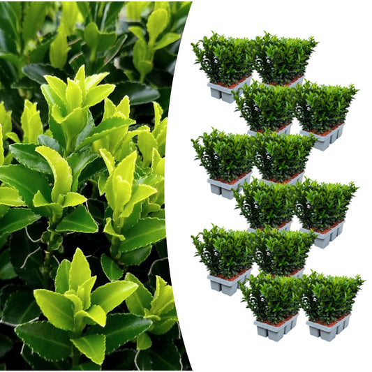 Confezione da 12 x 6 Euonymus 'Green Spire' - Ø 7 cm - ↨ 15 cm