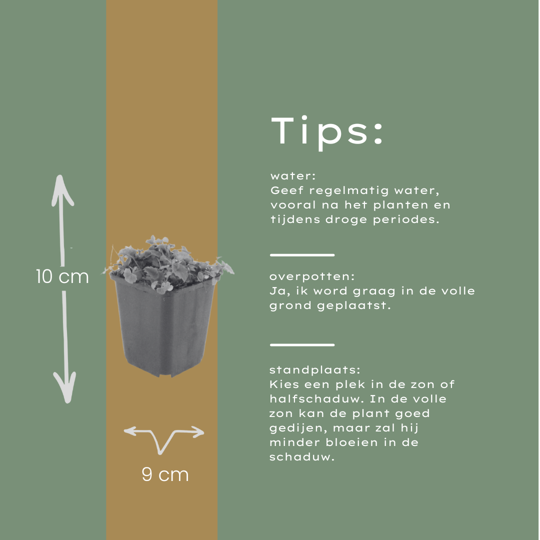 12x Campanula poscharskyana - ↕10-25cm - Ø9cm