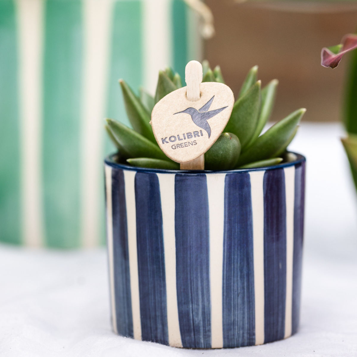 Kolibri Company | Plant set Mediterranean Sunset | White Phalaenopsis Orchid Lausanne and Succulents incl. ceramic decorative pots