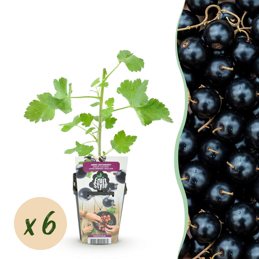 Fruit Plants - Jostaberry - Ribes Jostabes - Winter Hardy - 6 Plants - 9 cm Pot - Blackcurrant