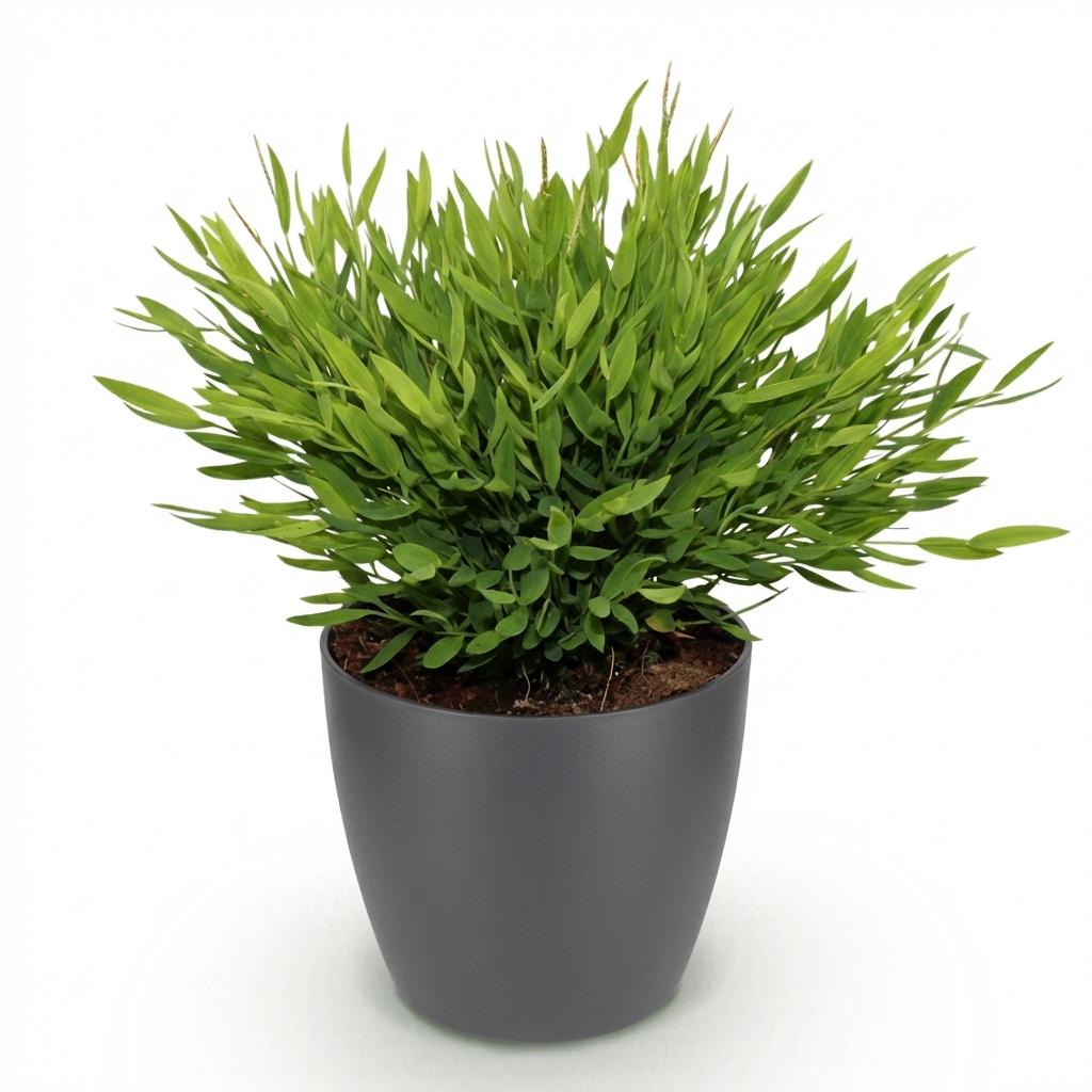 Houseplant - Bamusa Pogonatherum Monica - Bamboo Grass - Pet-Friendly Plant - Green - 1 Plant - with Grey Pot - Pot 12cm - Height 20cm
