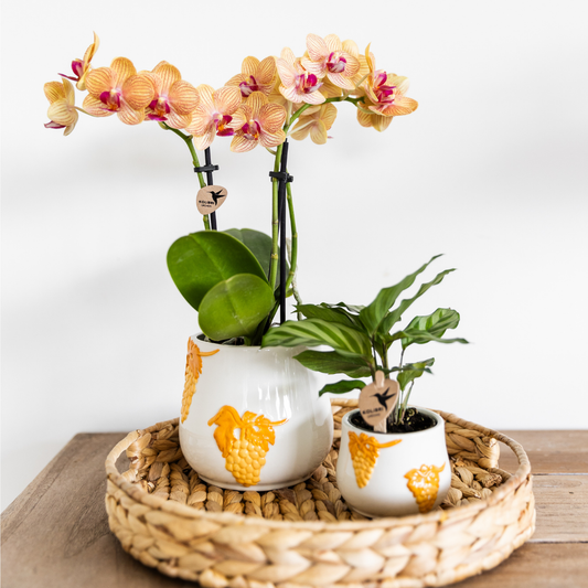 Kolibri Orchids | Orchidea Phalaenopsis arancione, dimensioni vaso Ø9cm | Giamaica | pianta da appartamento fiorita - fresca dal coltivatore