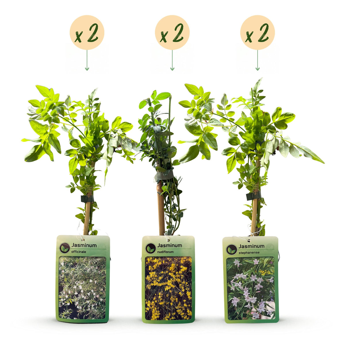 6x Jasminum Tricolour - Tricolor Jasmine - Yellow - White - Pink - Climbing plant - Ø9cm - ↕35cm
