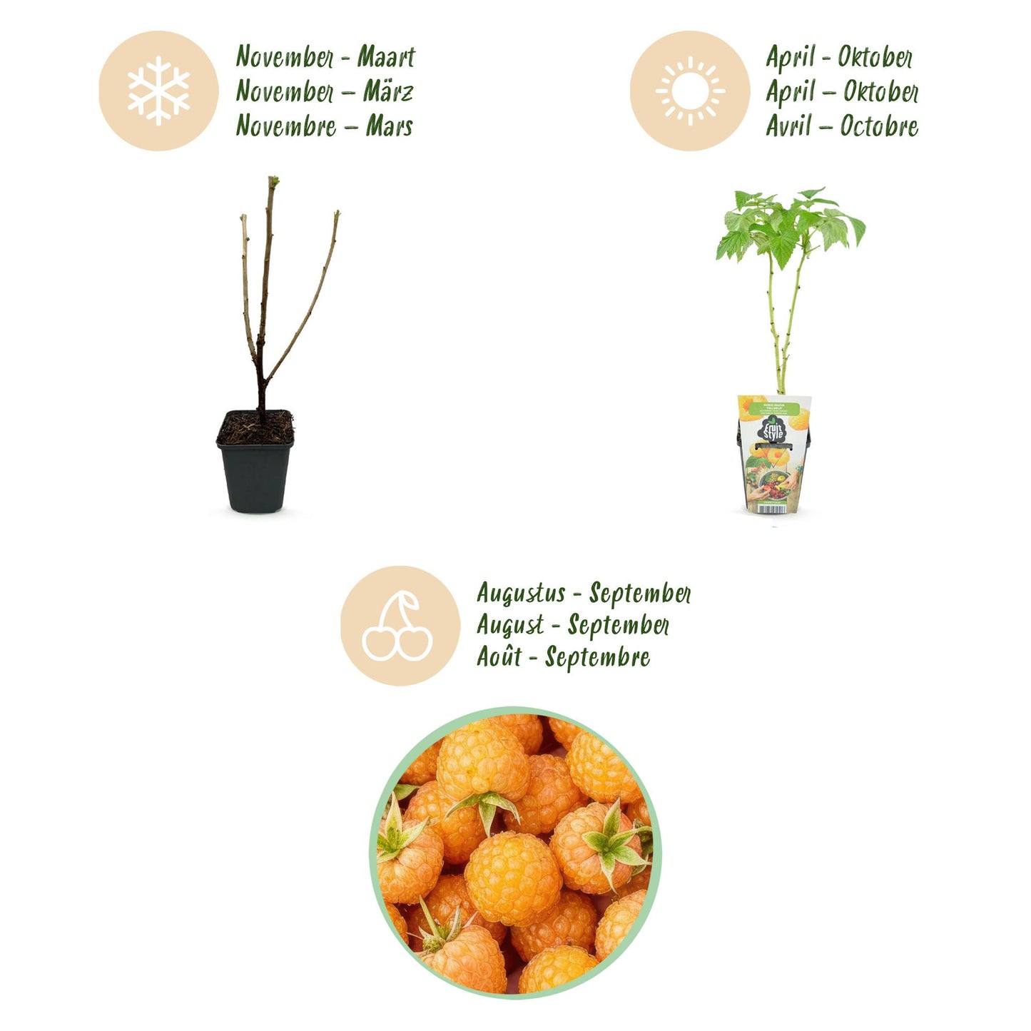 Green boutiQ - Fruitplanten - Framboos - Rubus idaeus Fallgold - Winterhard - 3 Planten - Pot 9 cm - Gele Framboos