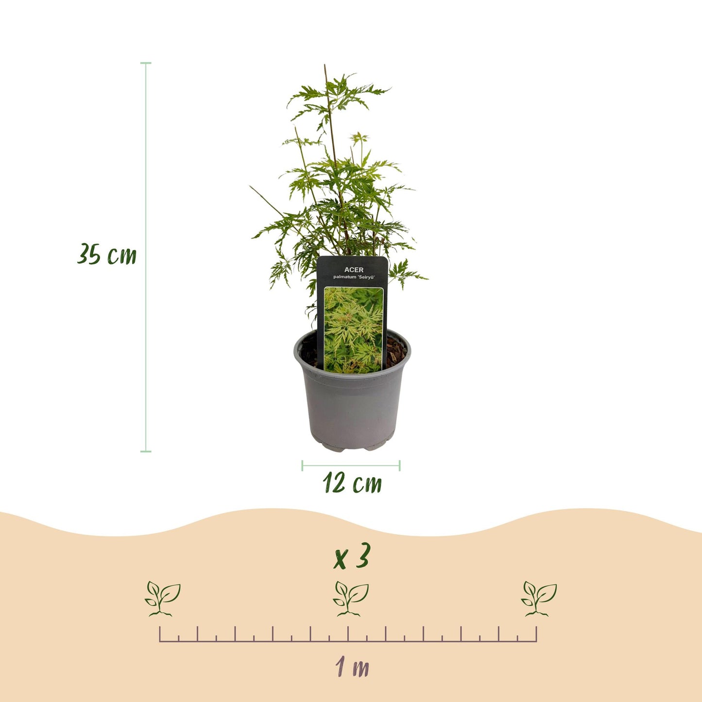 Tuinplant - Acer palmatum Seiryu - Groen 3 Planten - Bladverliezend - Weinig Onderhoud  - Pot 12cm Hoogte 35cm