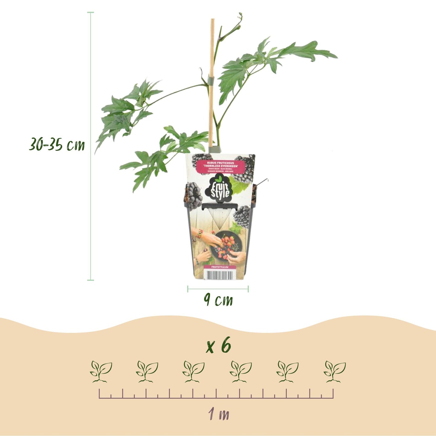 Fruit Plants - Evergreen Blackberry - Rubus Thornless Evergreen - Hardy - 6 Plants - Pot 9 cm - Black Blackberry
