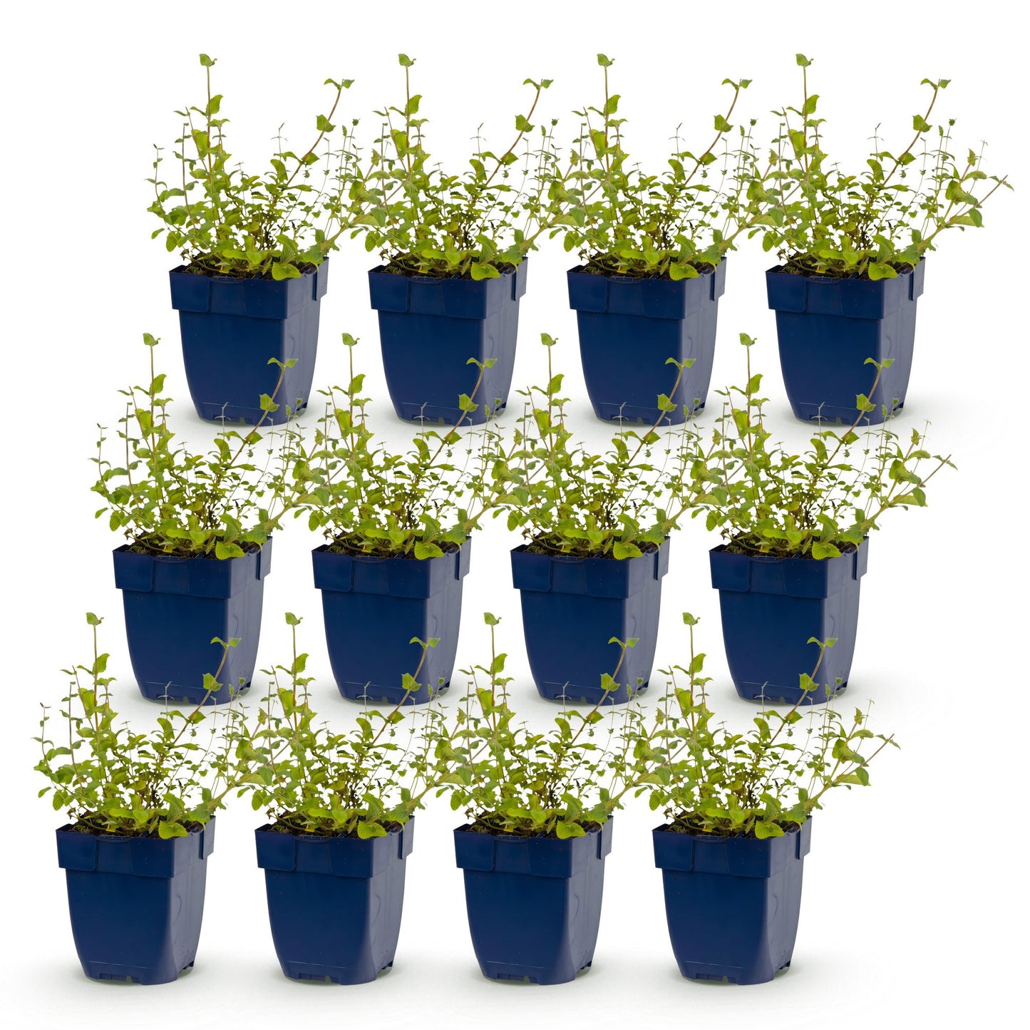 Vasteplant - Nepeta rac. Grog - Kattenkruid - Bijen- en vlinderlokkers - Blauw - 12 Planten - Pot 11cm - Hoogte 15-25cm
