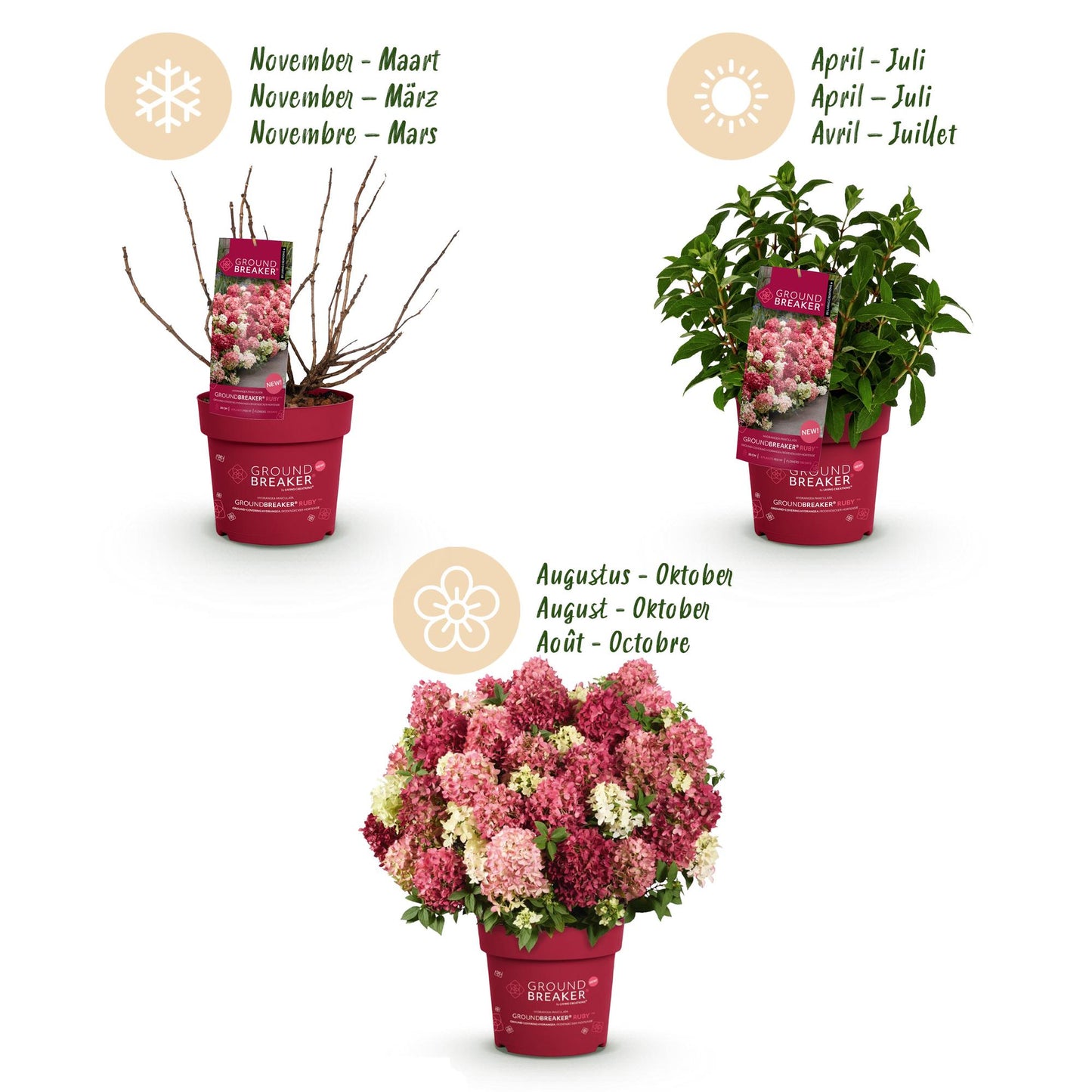 Green boutiQ - Garden Plant - Hydrangea paniculata Groundbreaker Ruby - Panicle Hydrangea - Hardy - Red - 4 Plants - Pot 14cm - Height 20-25cm