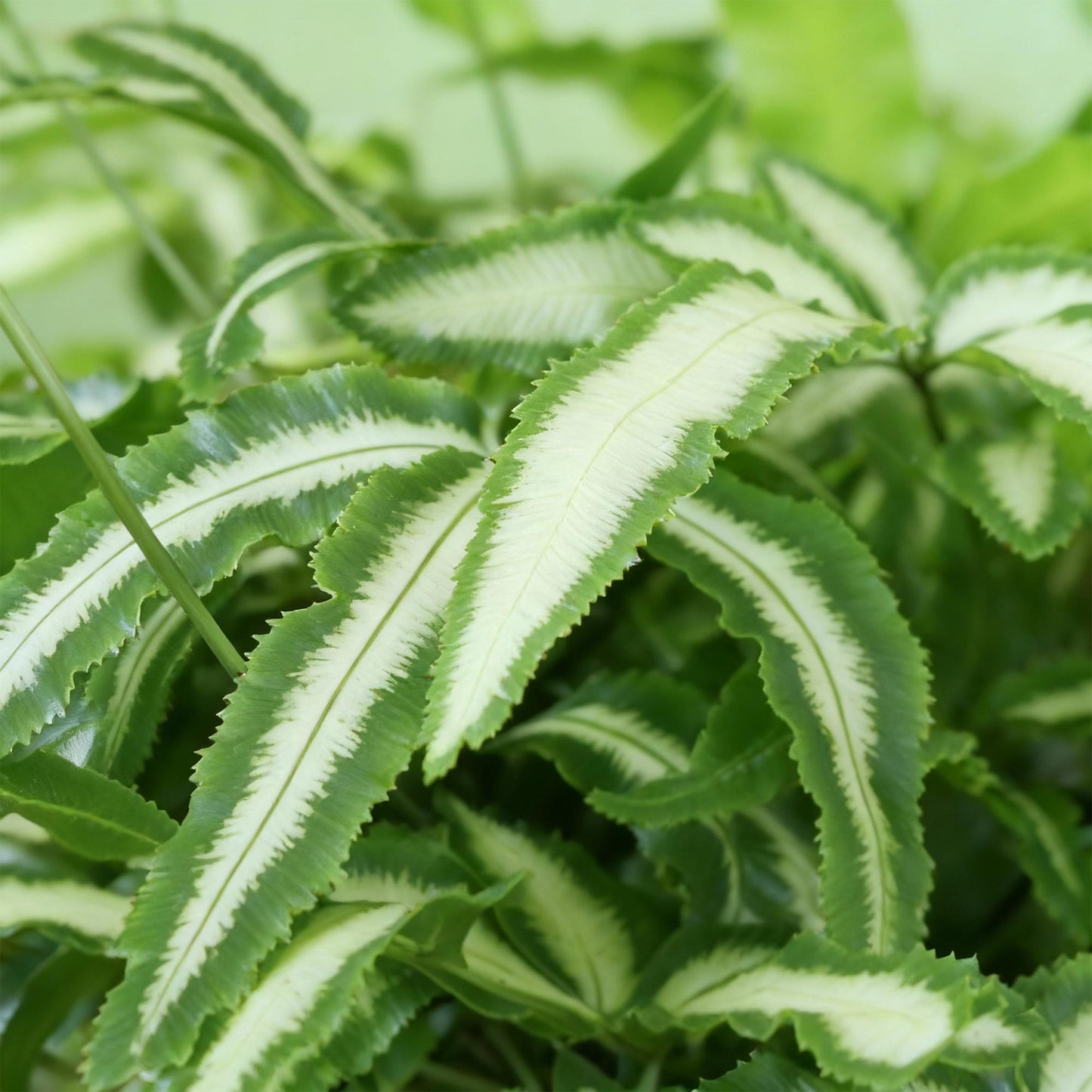 Green boutiQ - Houseplant - Pteris cretica Albolineata - Ribbon Fern - Pet-Friendly Plant - Green - 4 Plants - with Basket - Pot 12cm - Height 20cm