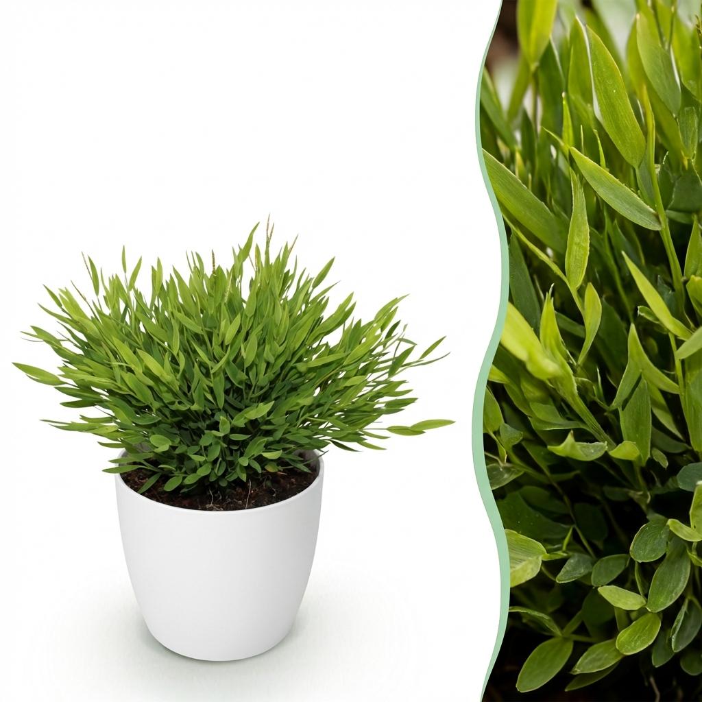 Houseplant - Bamusa Pogonatherum Monica - Bamboo Grass - Pet-Friendly Plant - Green - 1 Plant - with Pot White - Pot 12cm - Height 20cm