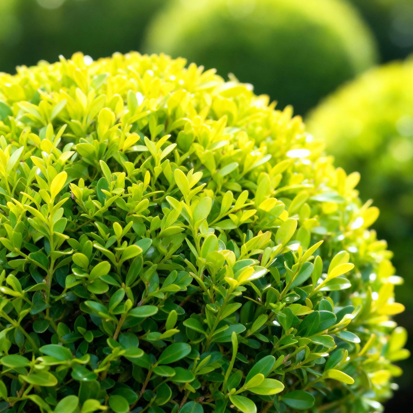 Buxus Bol - BetterBuxus Skylight - Resistant tegen de Buxus Schimmel - 1 planten - pot 23cm bol 25cm