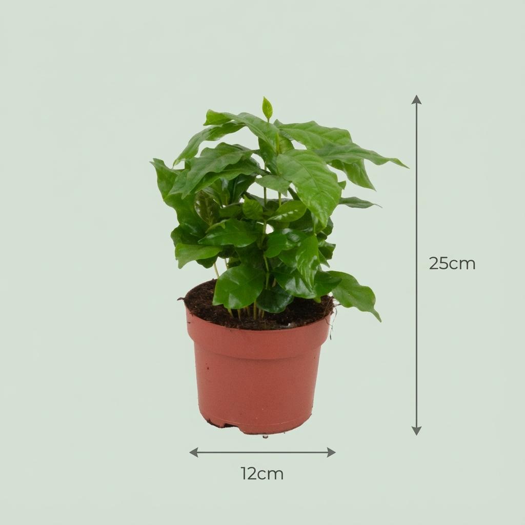 4x Pianta di caffè Coffea Arabica - Ø 12 cm - Altezza: 25 cm